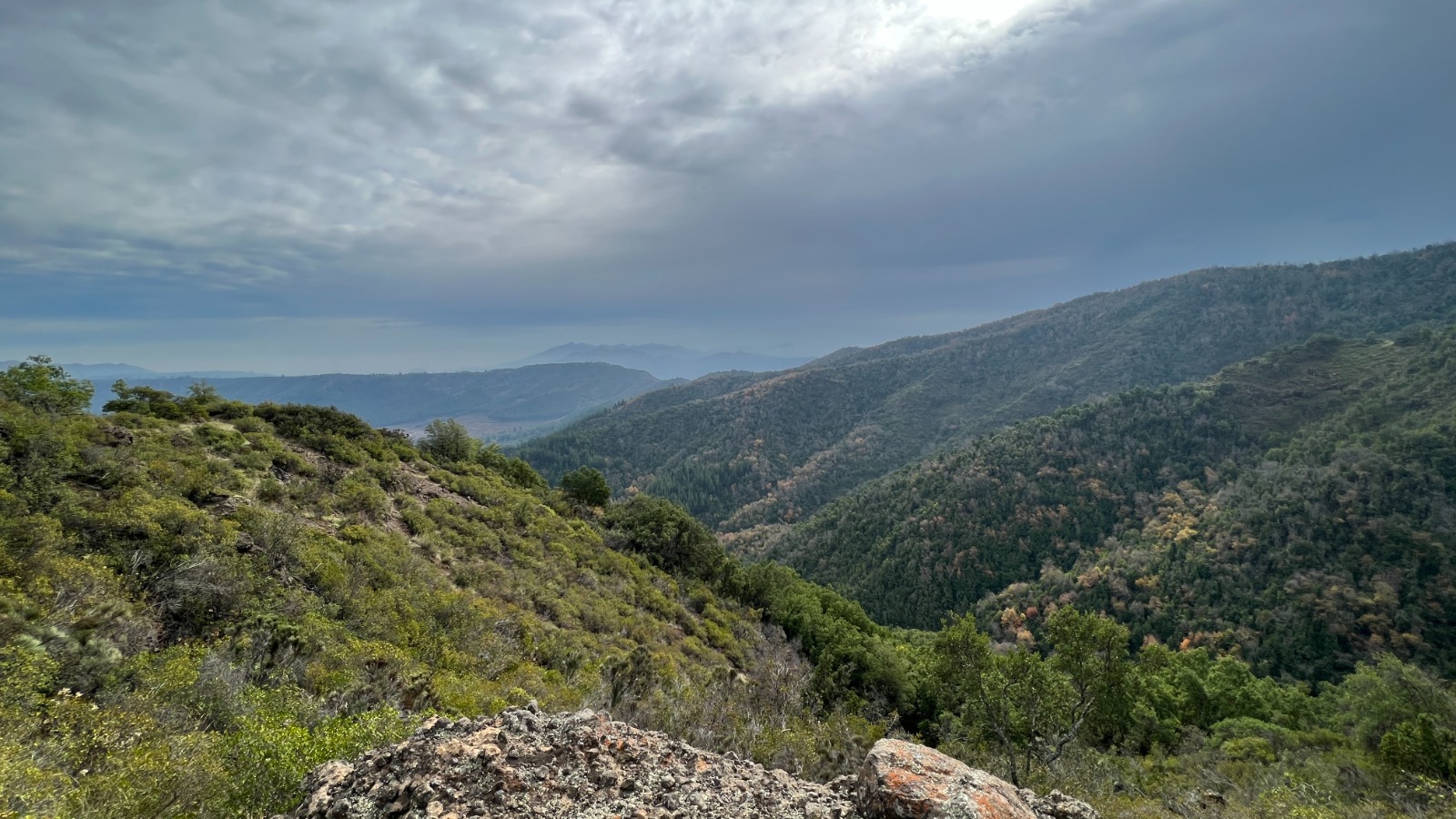 Bosque nativo