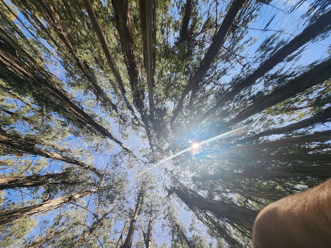 Bosque nativo