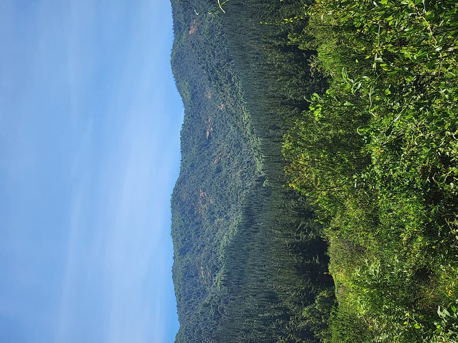 Bosque nativo