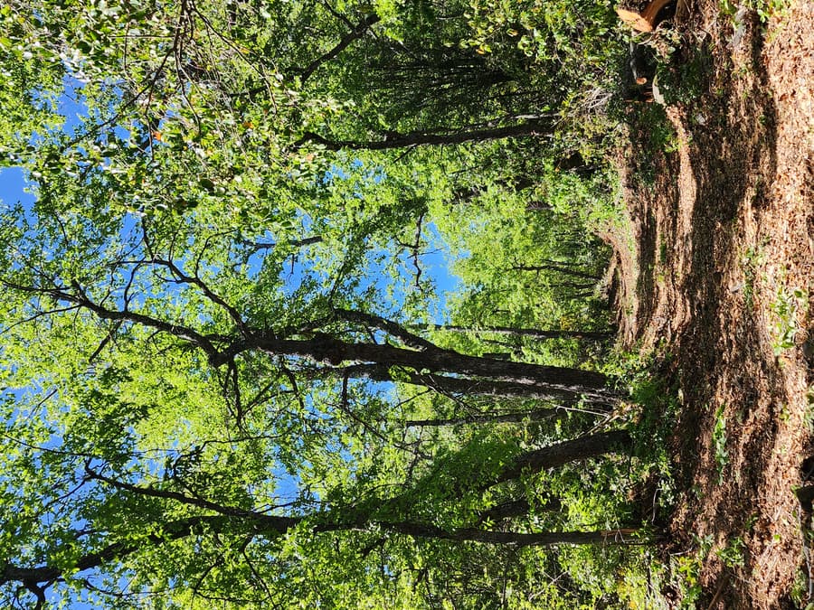 Bosque centenario